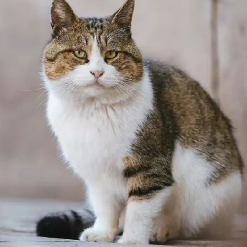 如意
