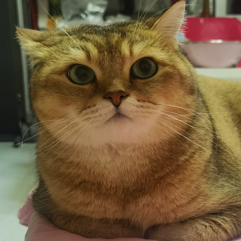依依美