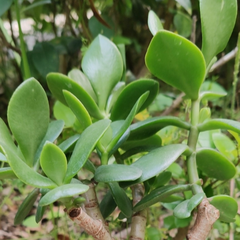 玲珑湾