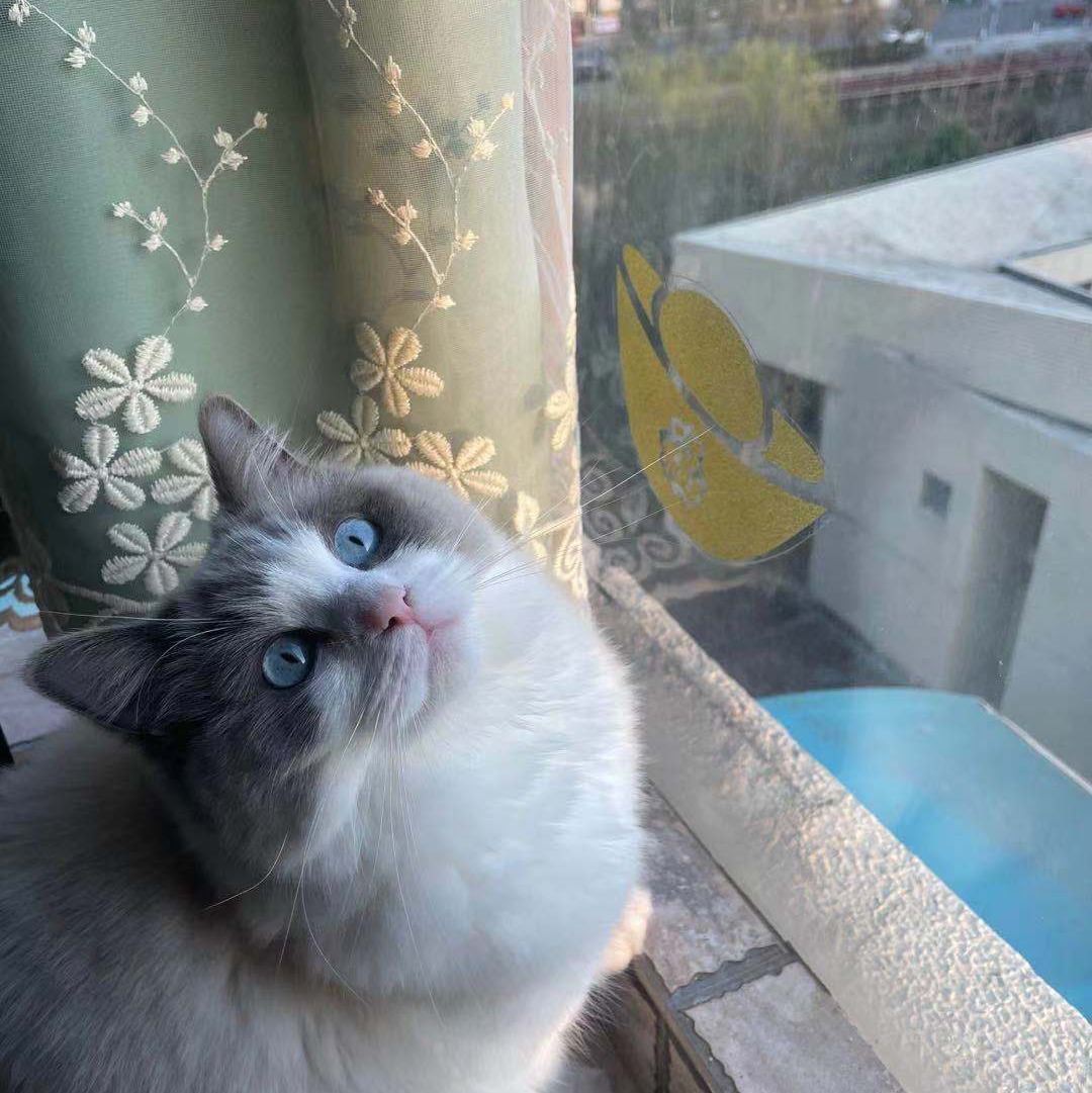 芙妎