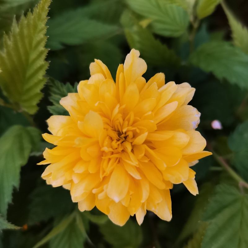 💦芭蕉