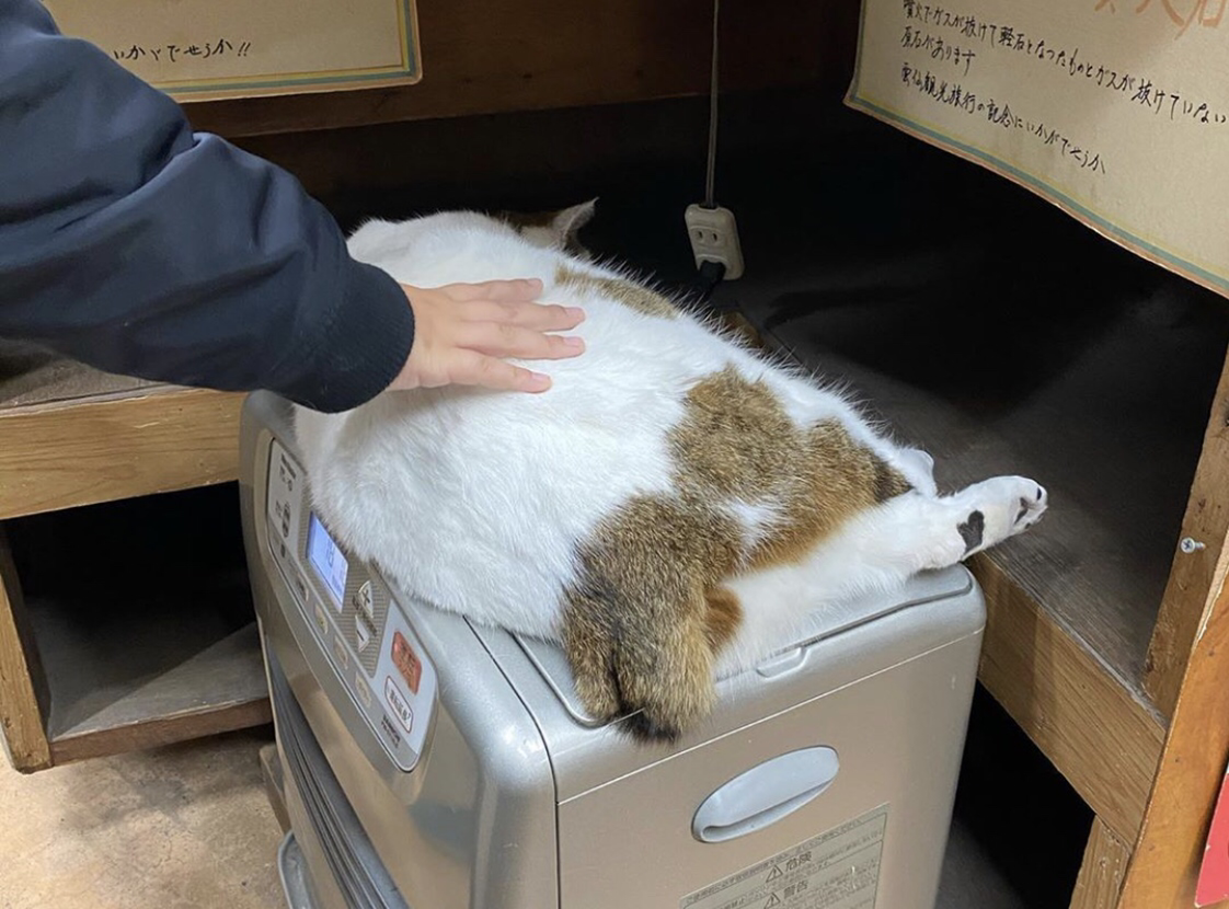 奶油海怪