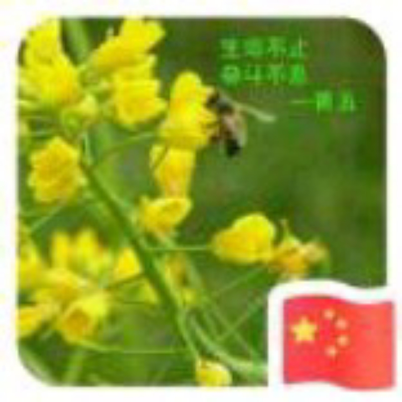 艾尔发