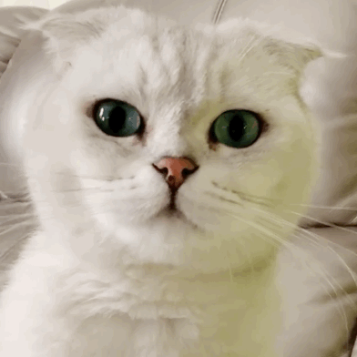 hitoi
