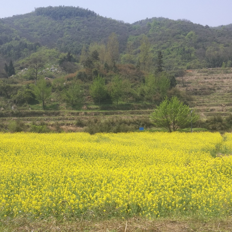 蛮小满