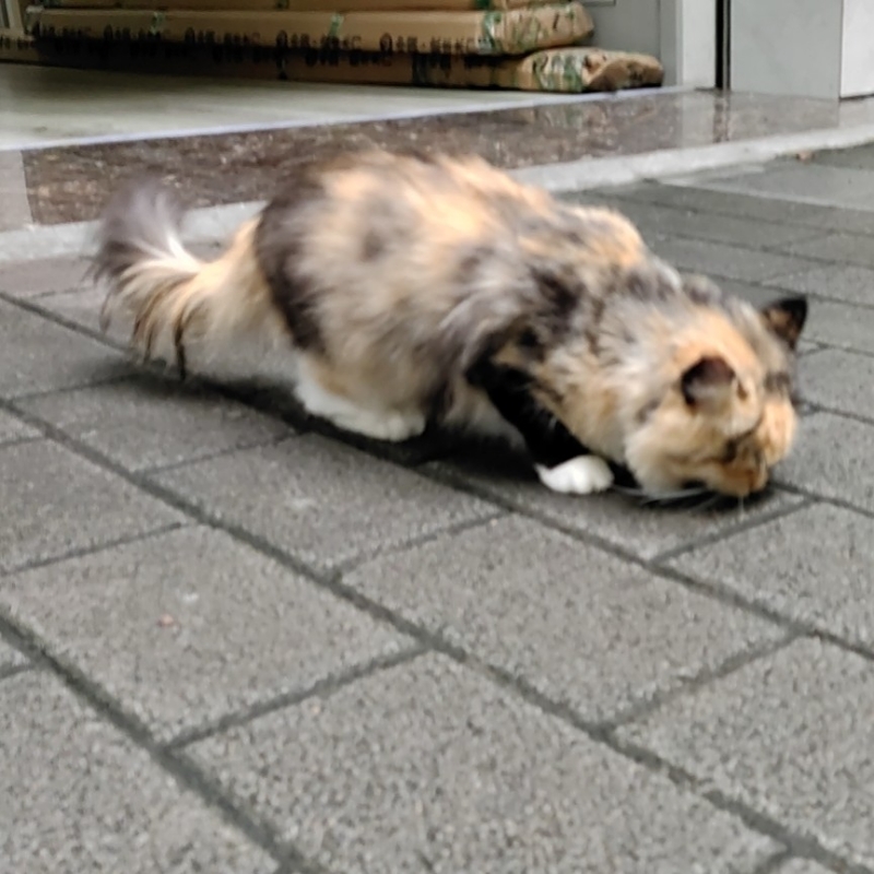 鶢鶢