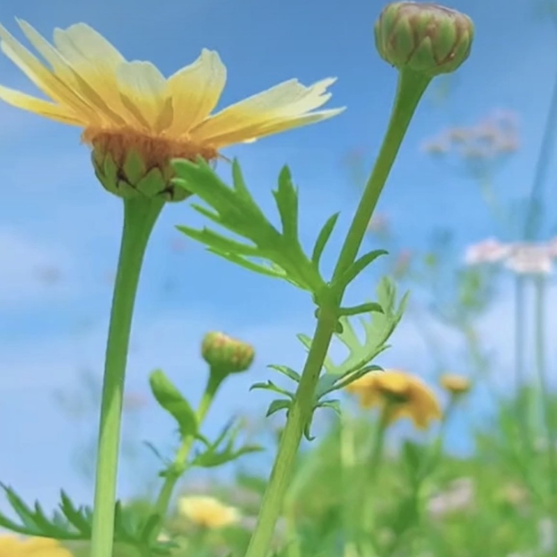 飞翔