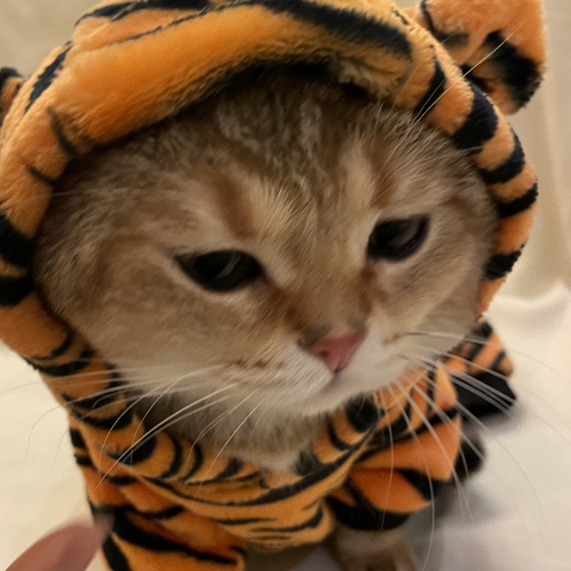 喵霸王