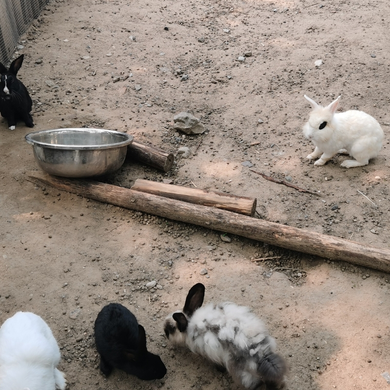 玛利亚的小白兔
