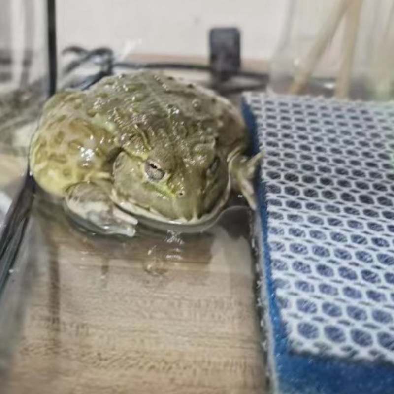 我的非牛