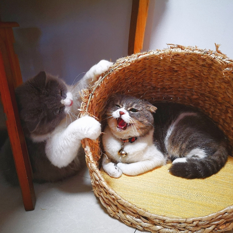 淡紫色丶