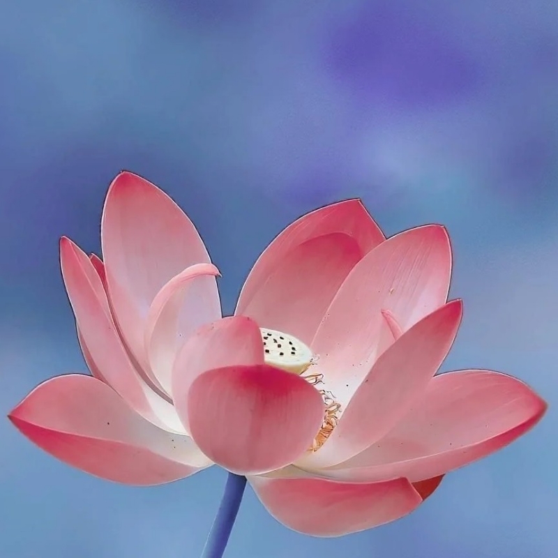 非文
