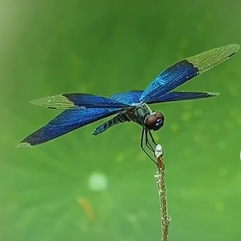 树根……小草