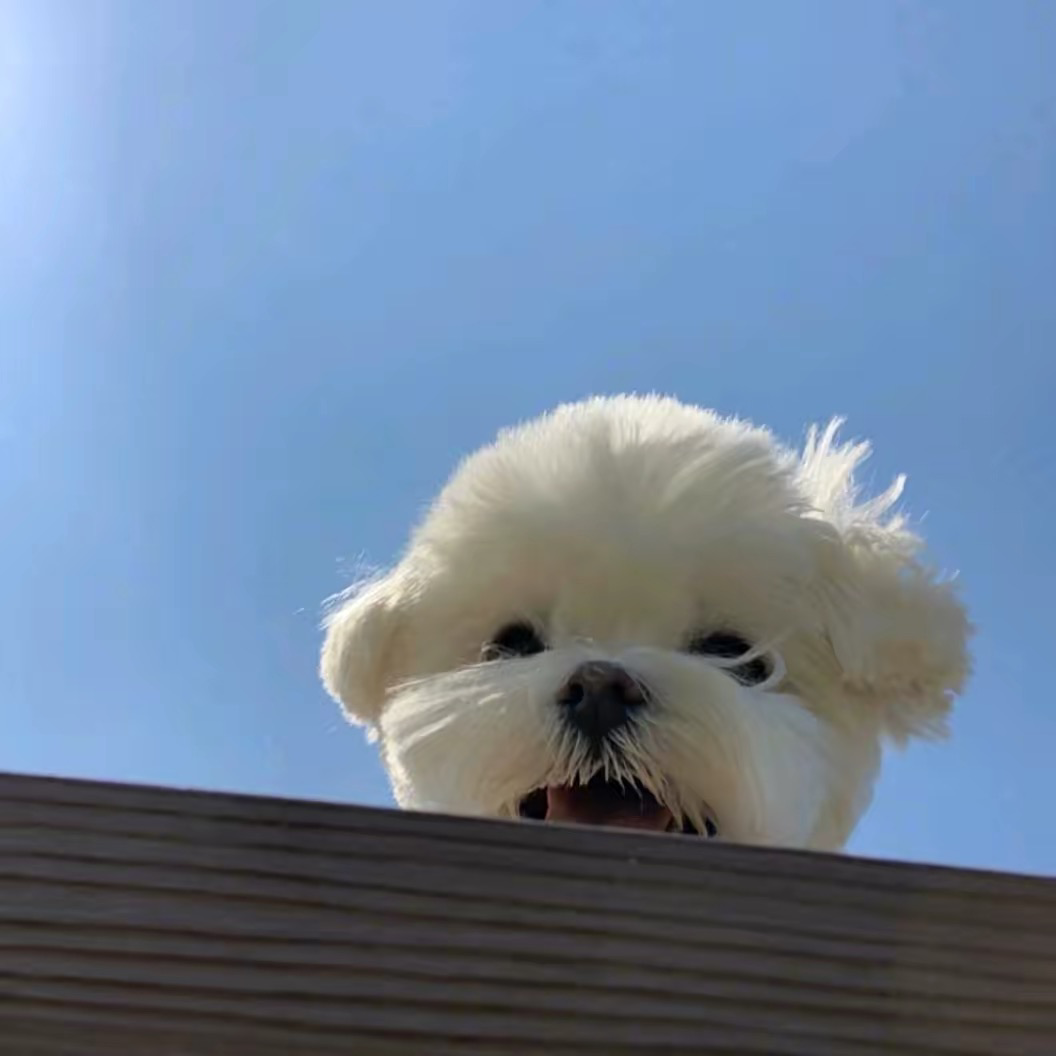 Ccヾ