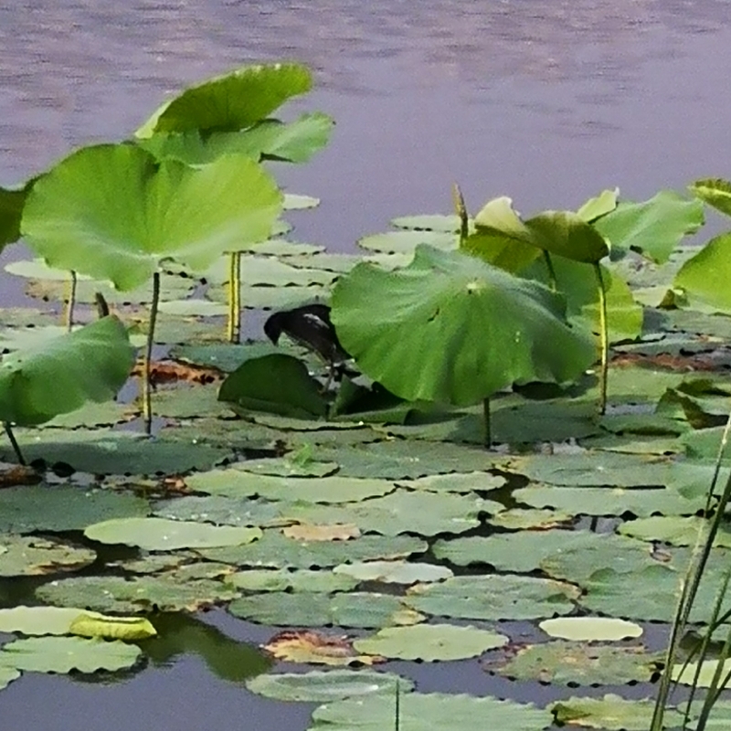 蔡水沉月