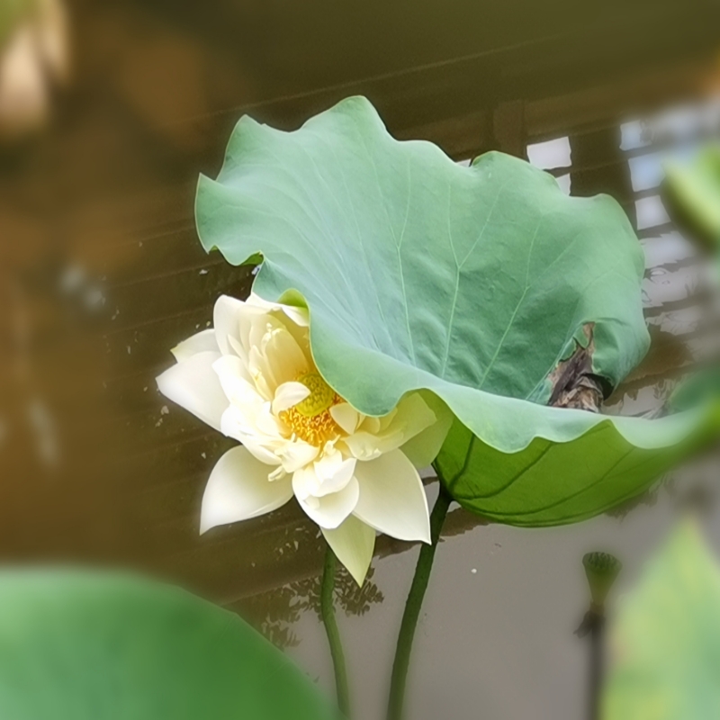 倚窗梳雨