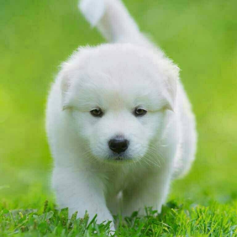 小胡