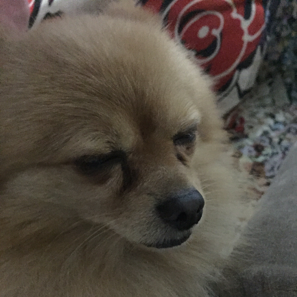 球球嘟嘟
