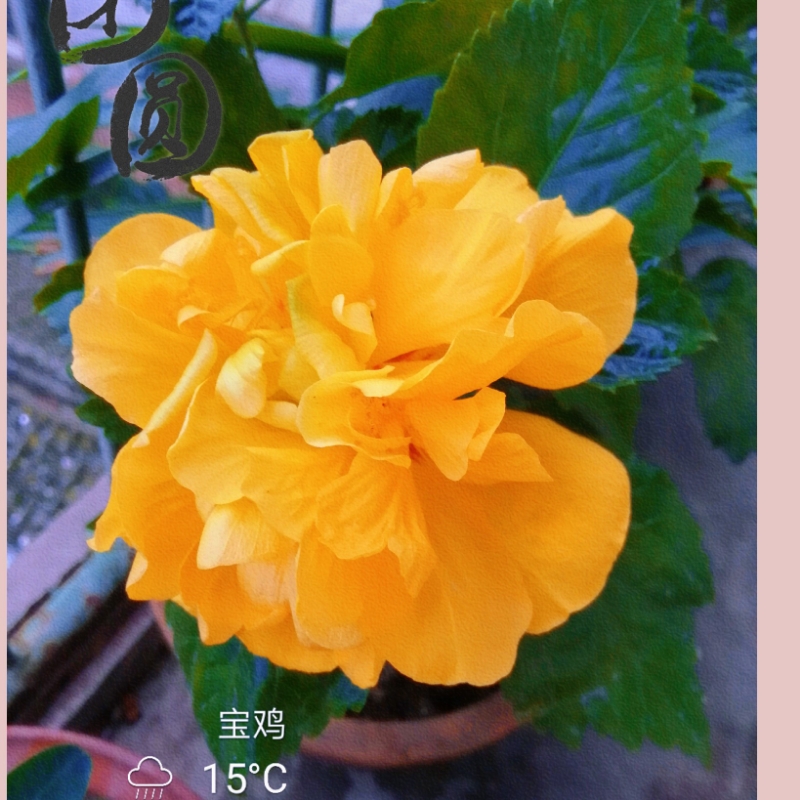 王烈艳