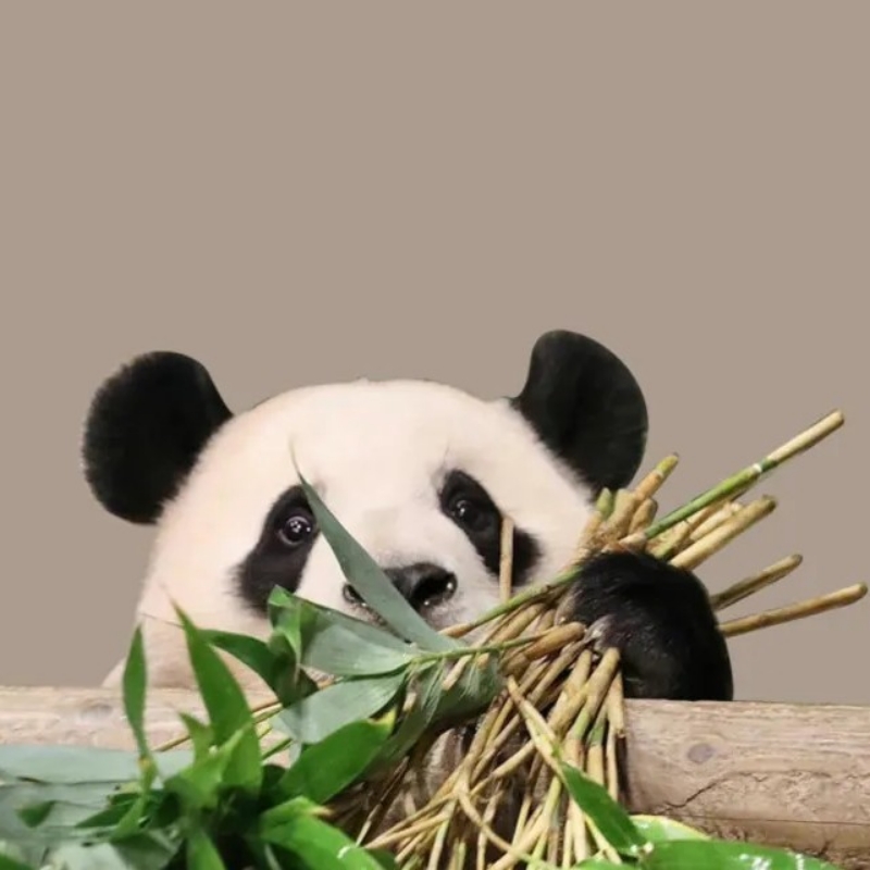 小羊羊羊儿