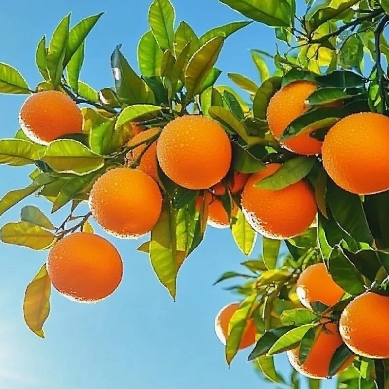 鑫鑫向荣
