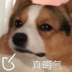 奈斯_二毛