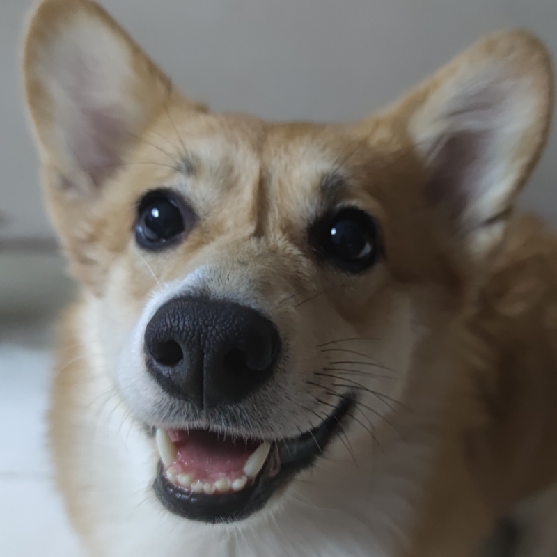 俩猫俩狗