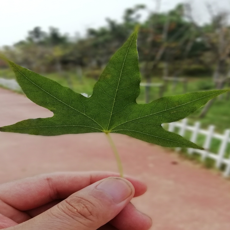 清风