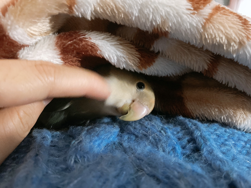 面面的老父亲