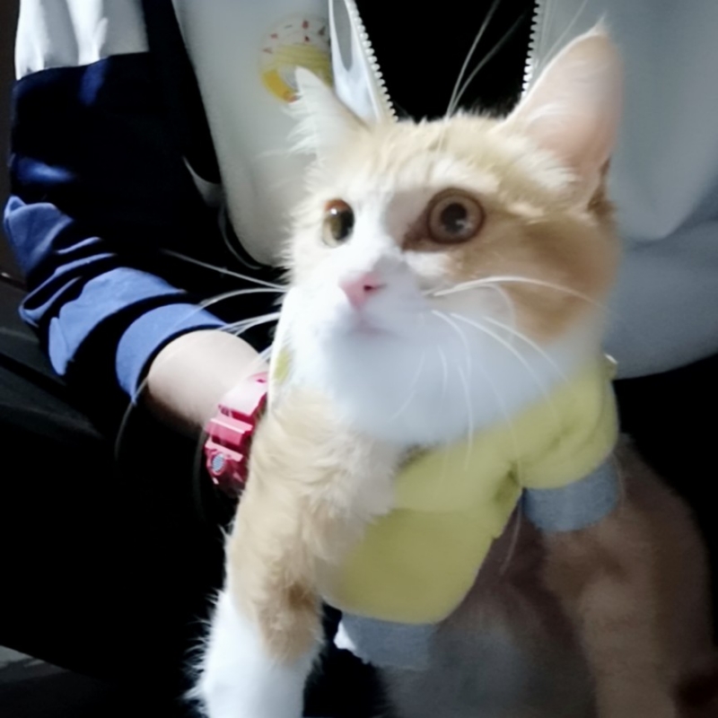 安十不按时