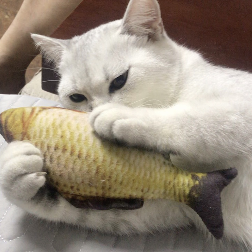 张冬冬