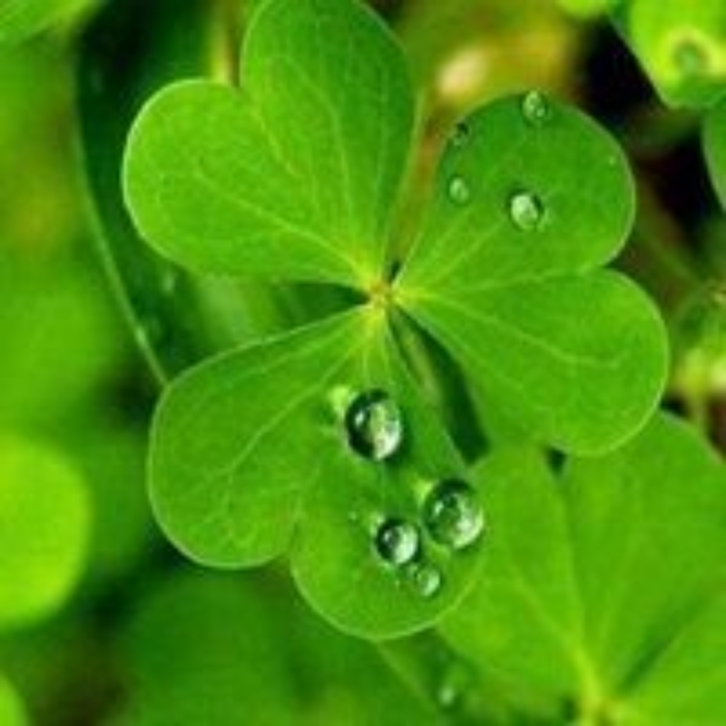 四叶草🍀