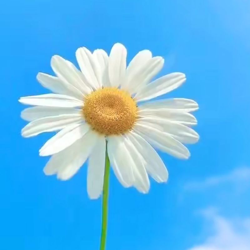 水中游泳的鱼
