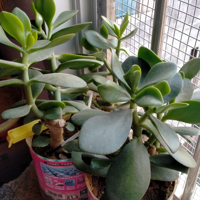 环环