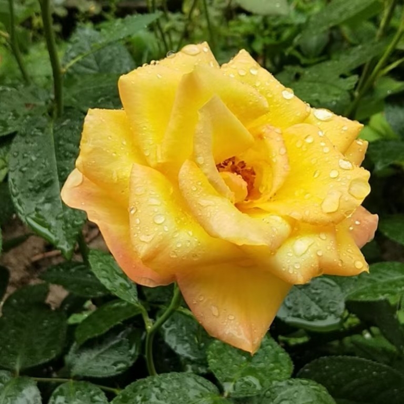 稳