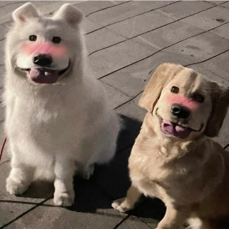 小Y