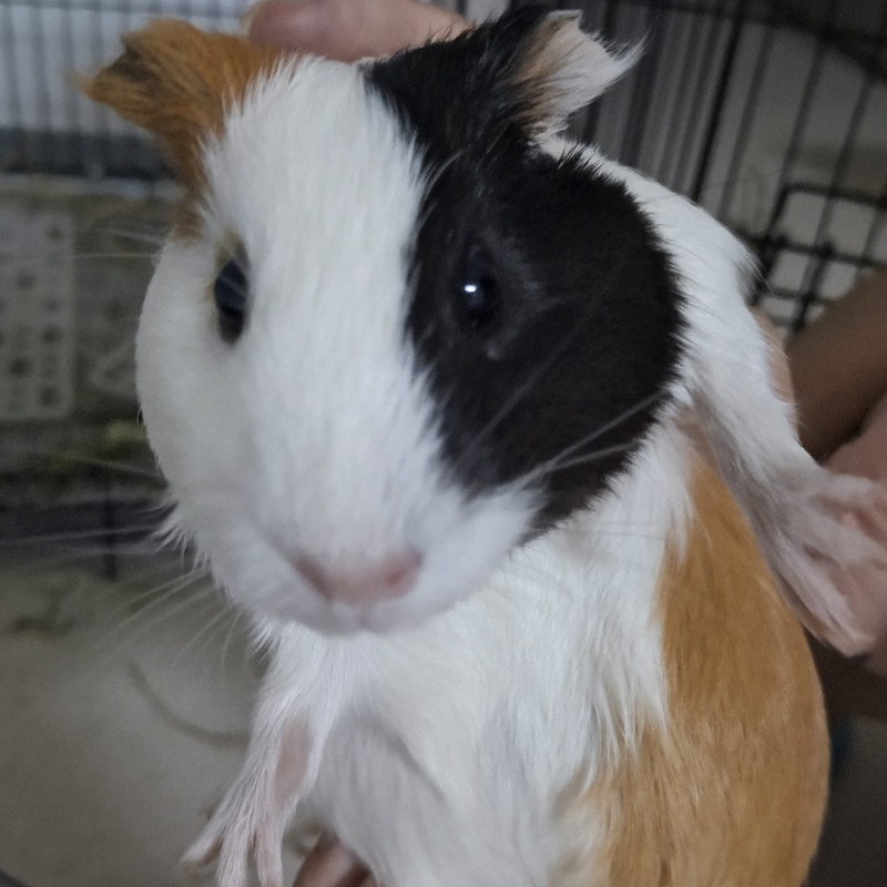 顺达
