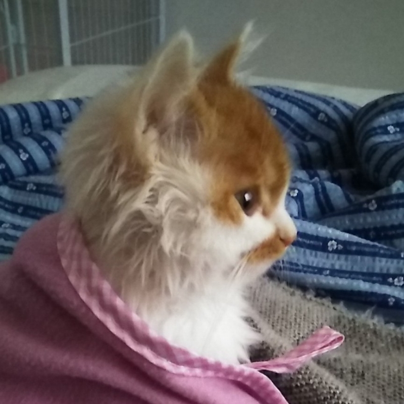 背上有条鱼