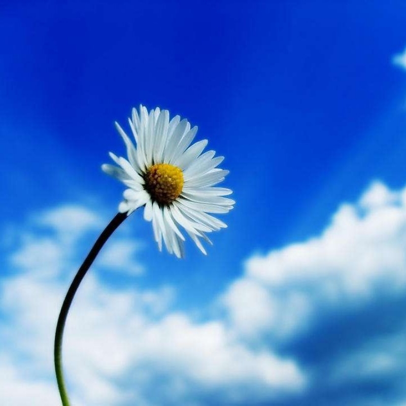 ♪摇曳在风中Q