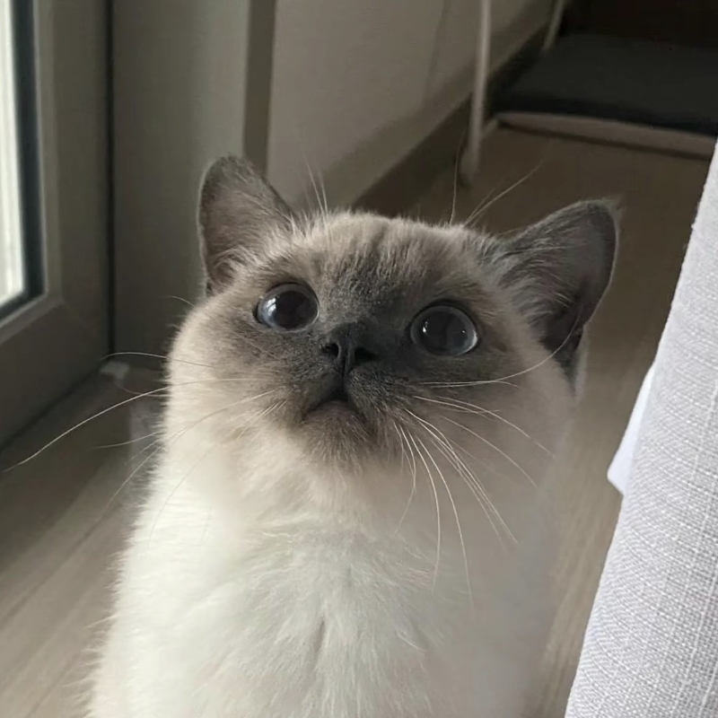 Tulip
