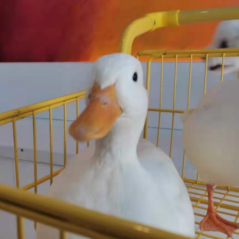 唐杞多