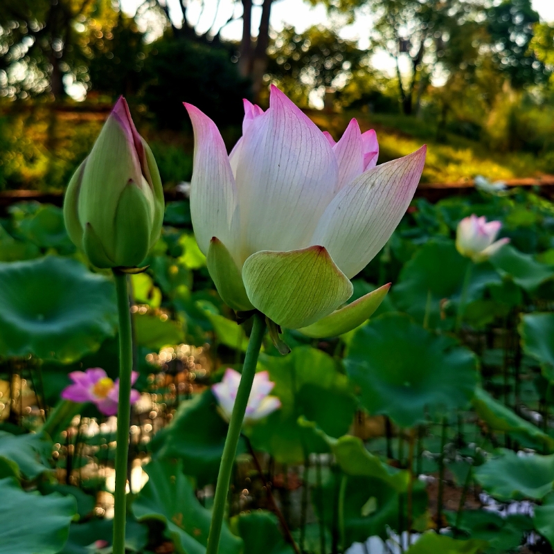 年景好