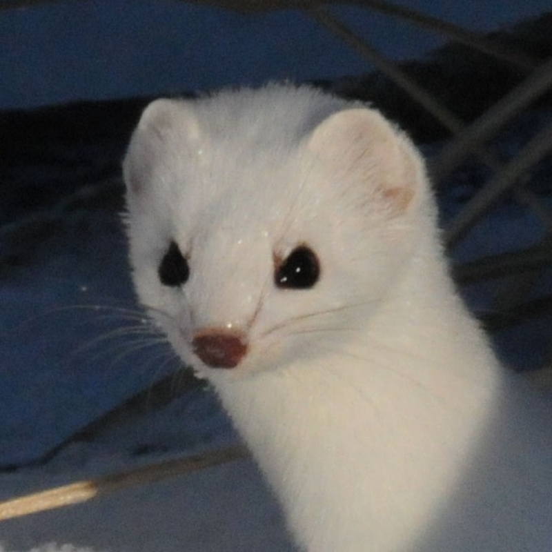 Gustaf