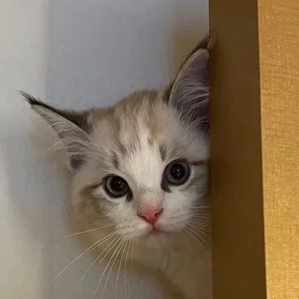 池塘里的黑黑黑