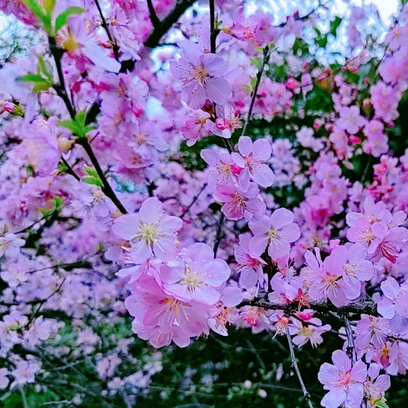 烟雨轻朦