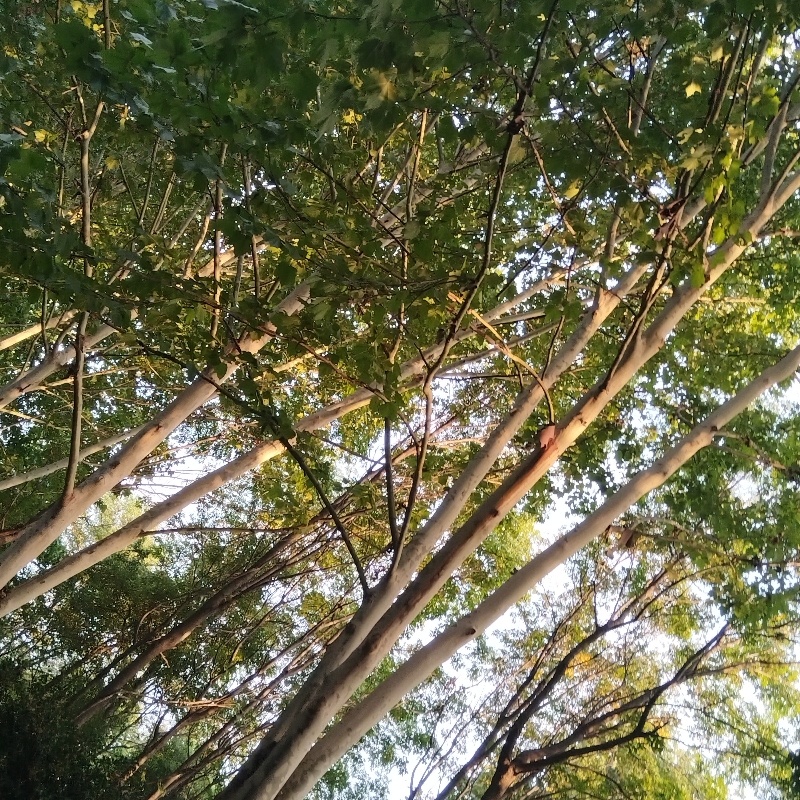 华荣道
