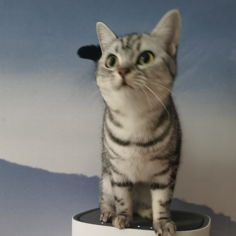 代号苏27，梧桐树