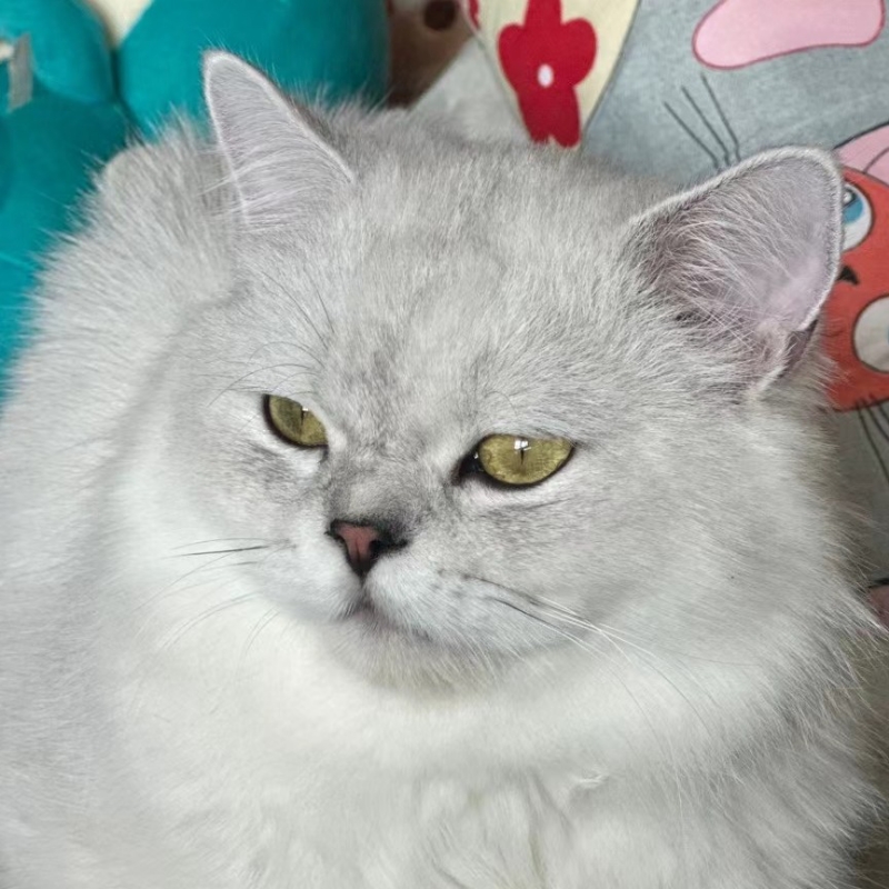 狗富贵