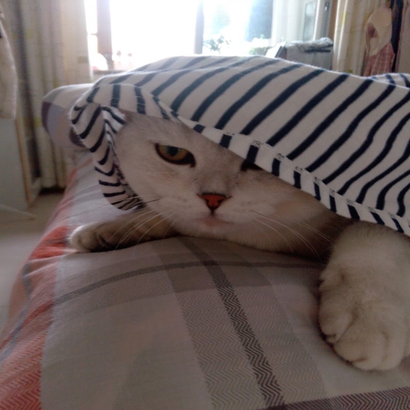 银宝是只小馋猫