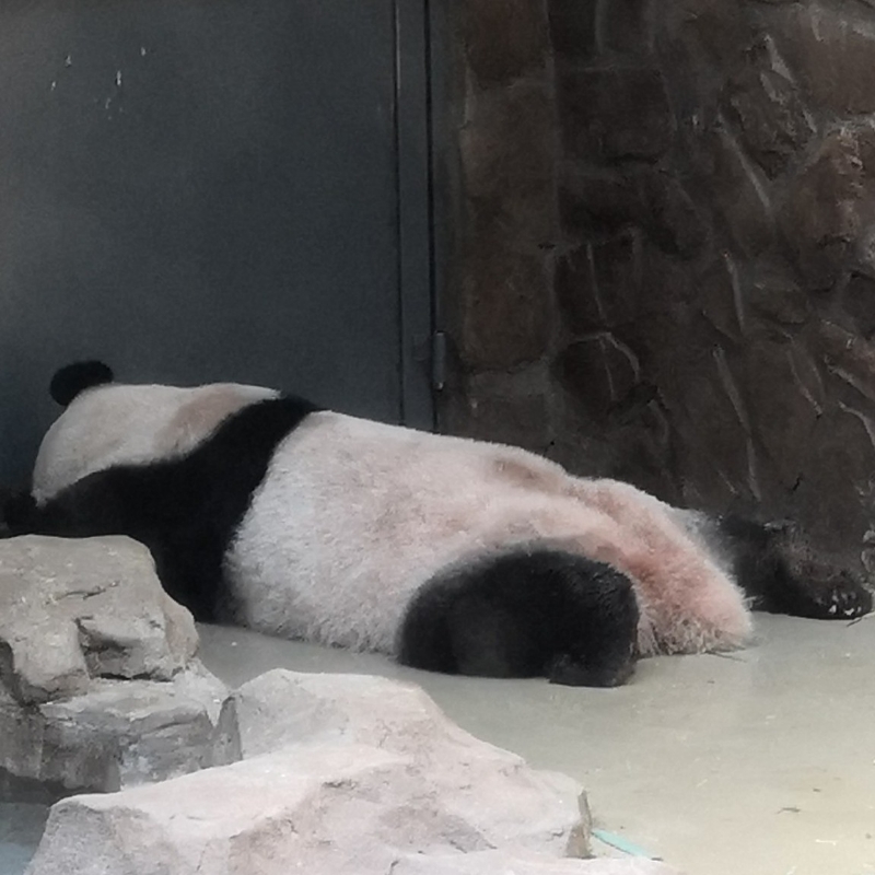 打盹的熊猫